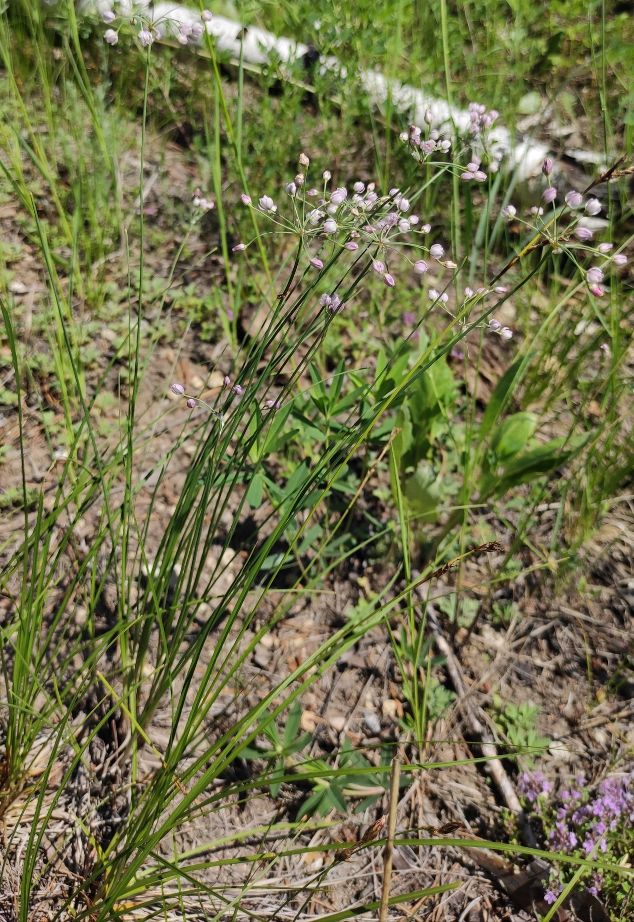 Allium tenuissimum