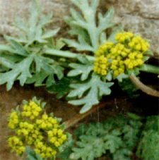 Cymopterus newberryi