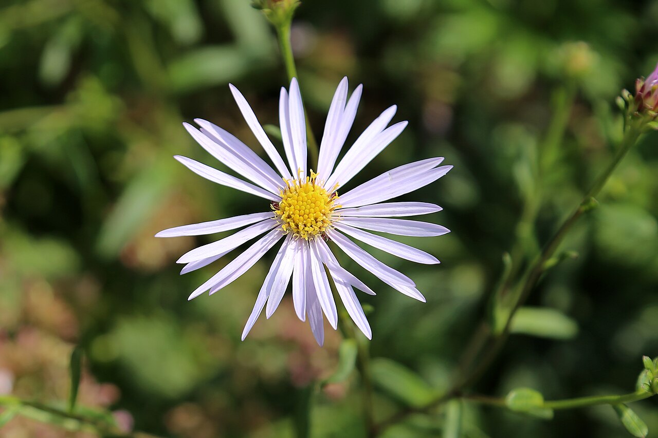 Aster amellus