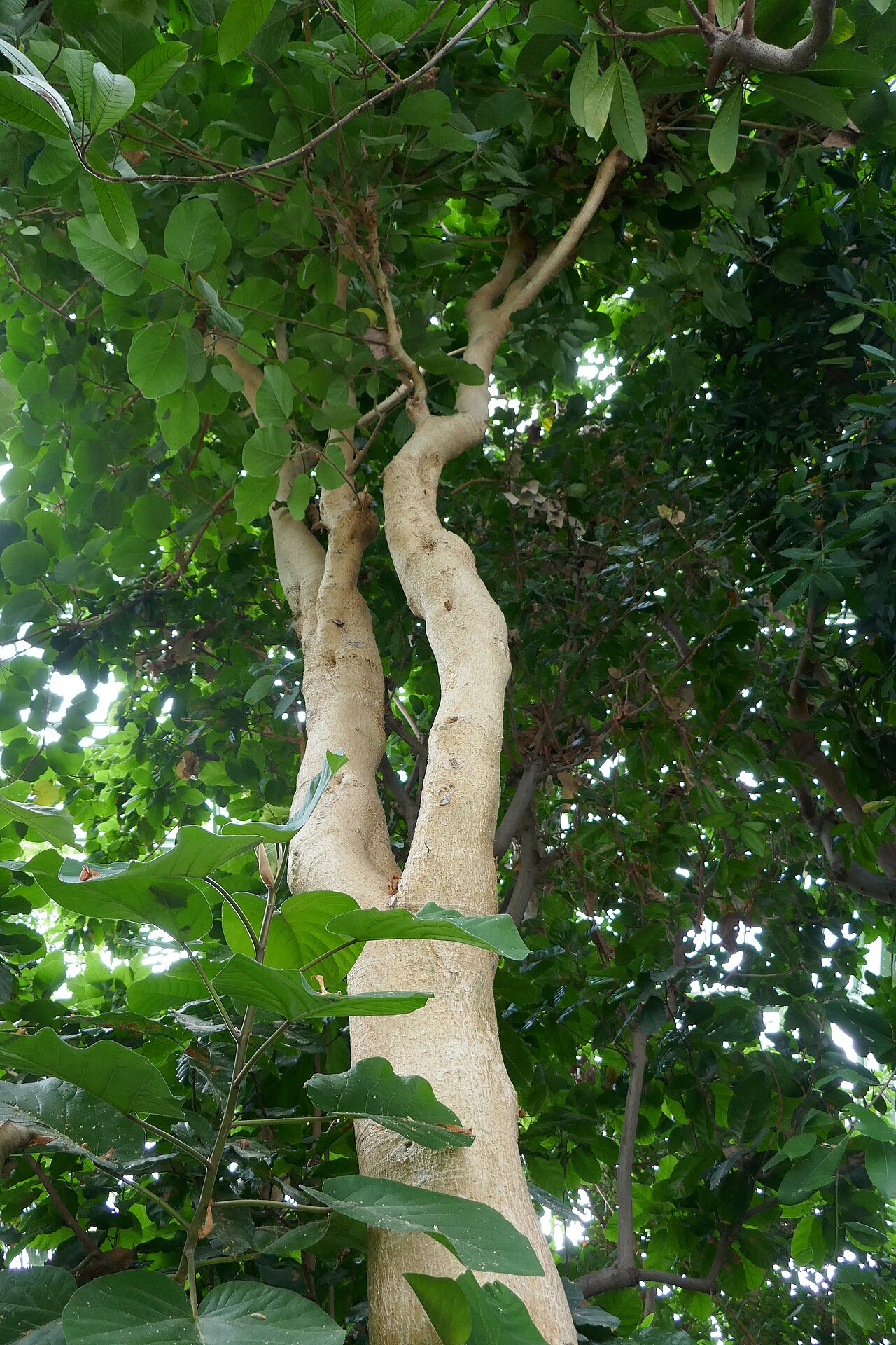 Shortleaf fig