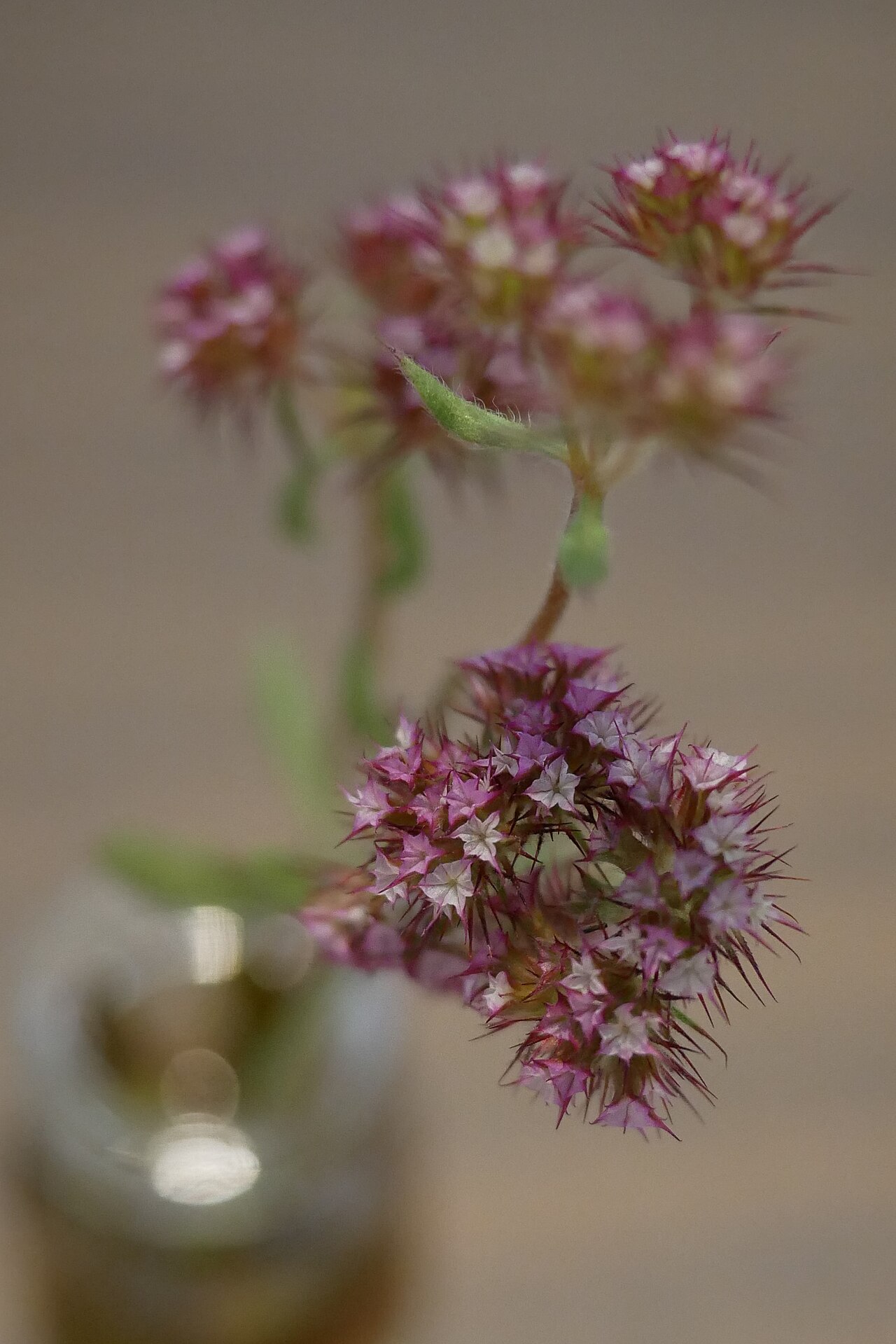 Chorizanthe douglasii