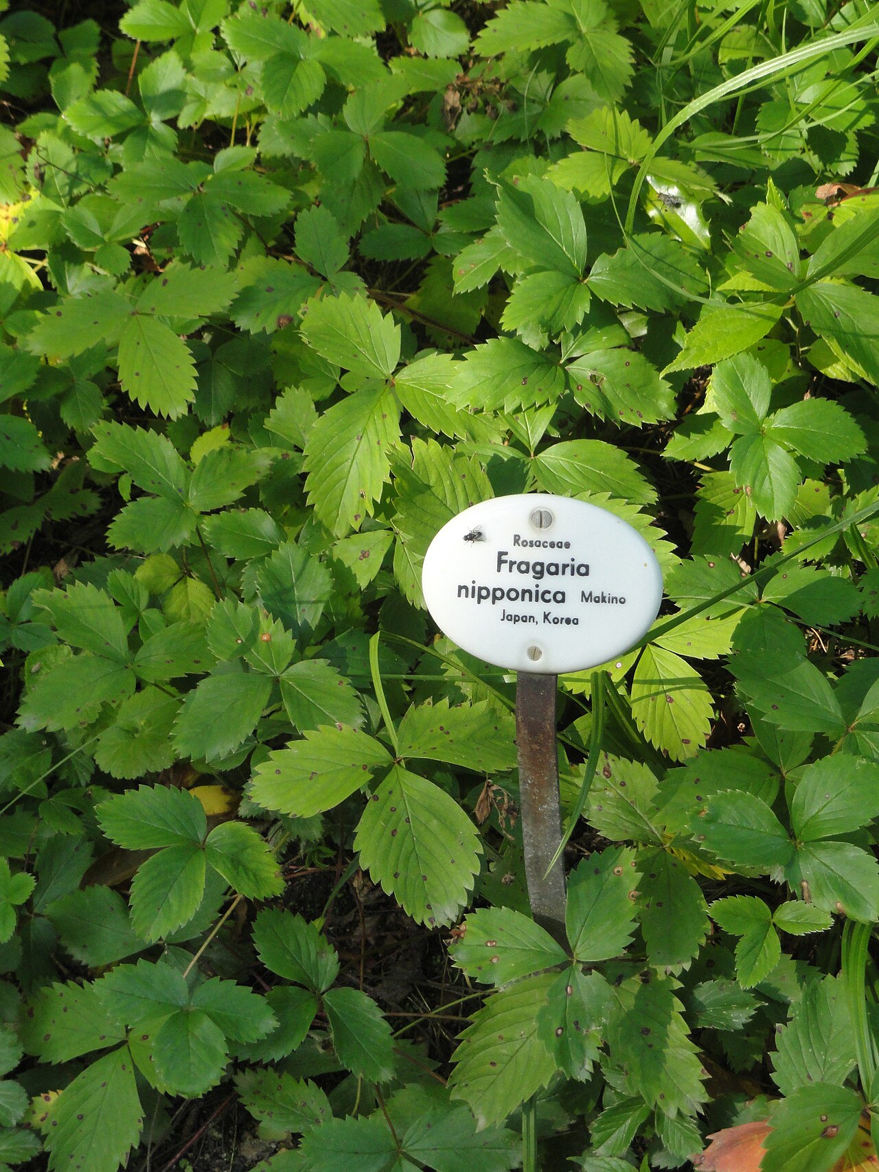 Fragaria yezoensis