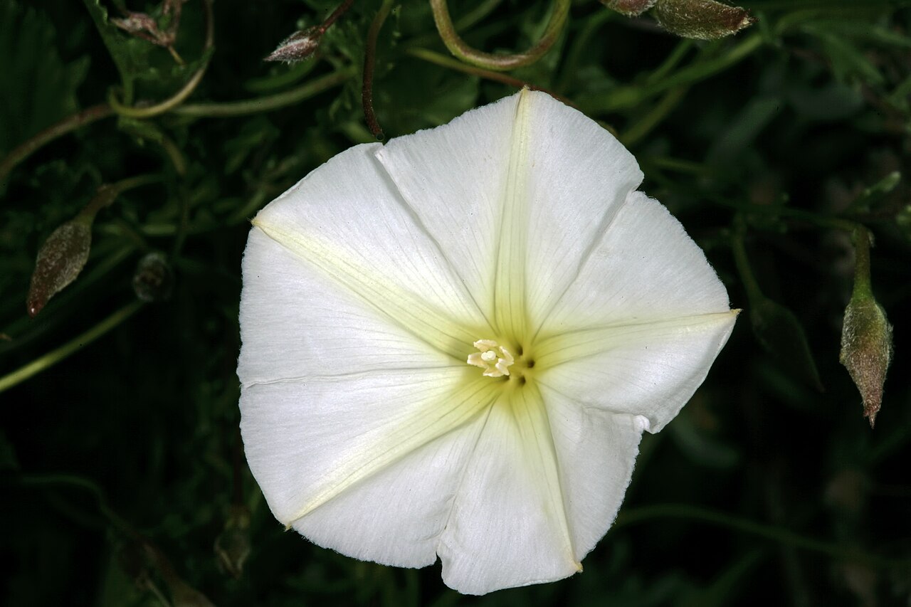 Convolvulus capensis