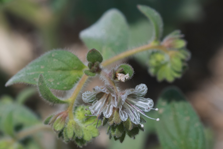 Phacelia grisea