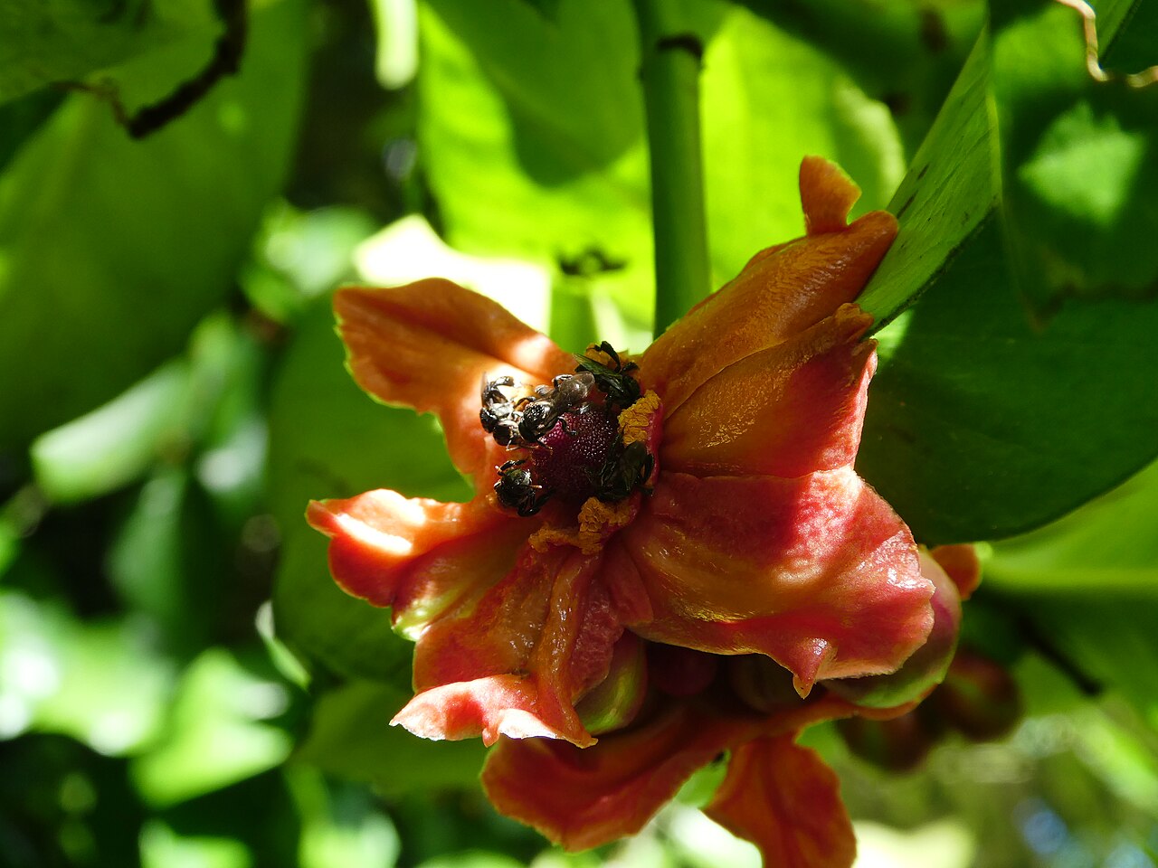 Button mangosteen or cherapu