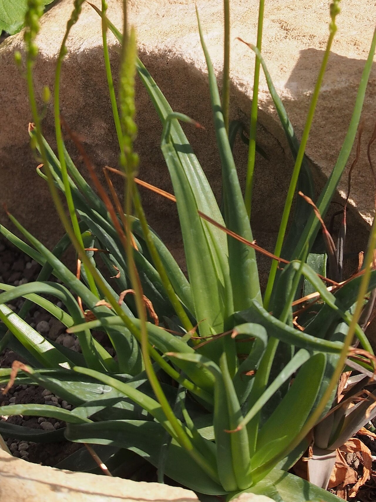 Bulbine alooides