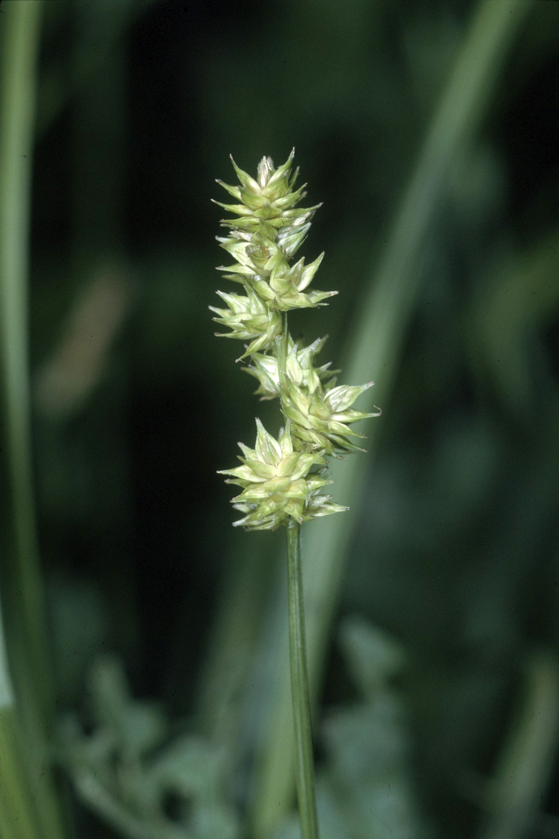 Bur-reed sedge or loose-headed bracted s