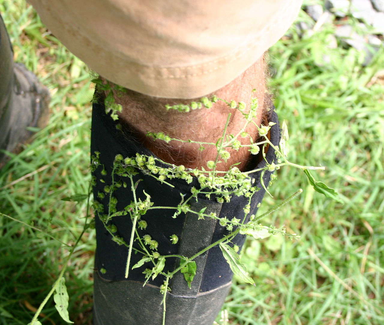 Hackelia virginiana