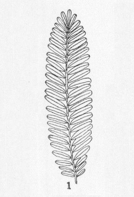 Taxodium occidentale