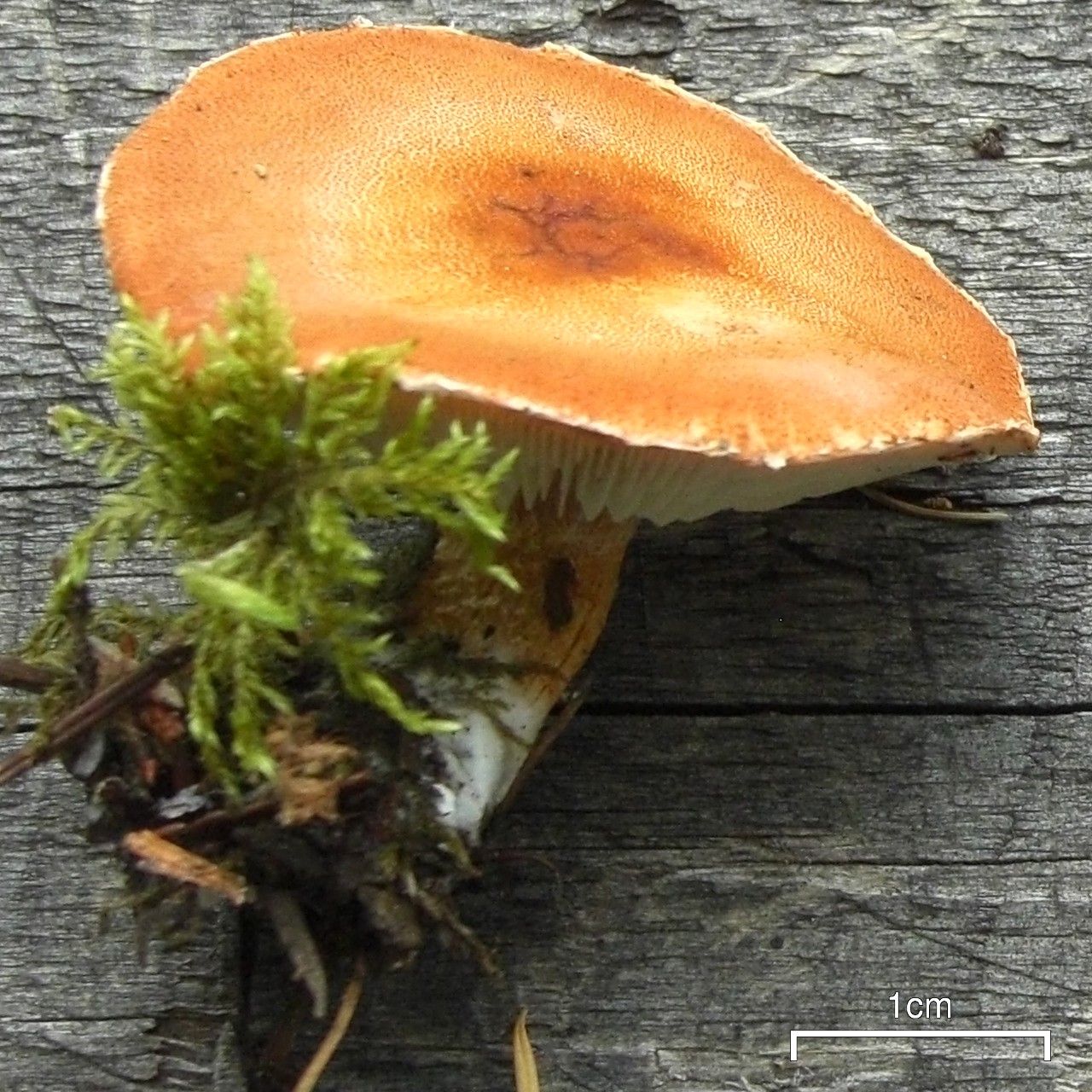 Cystoderma granulosum
