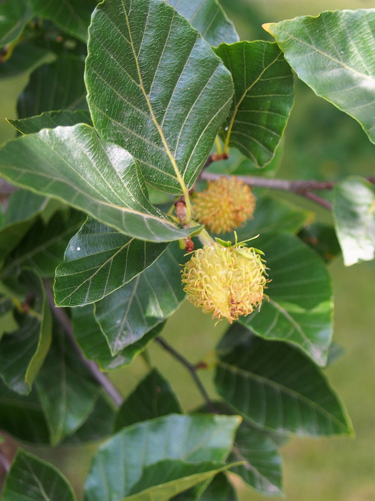 Fagus lucida
