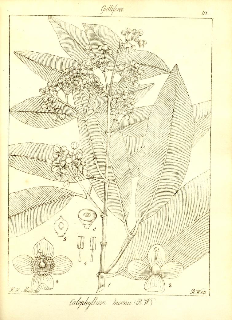 Calophyllum moonii