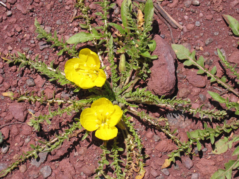 Camissonia tanacetifolia
