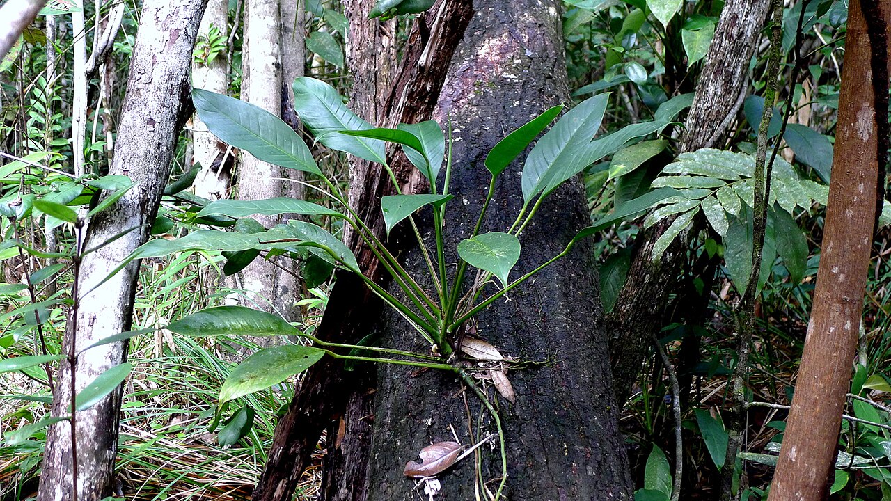 Rhodospatha oblongata