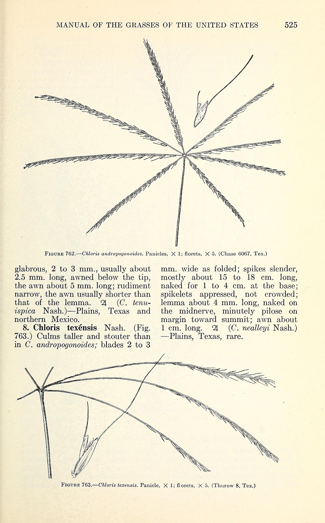 Chloris texensis