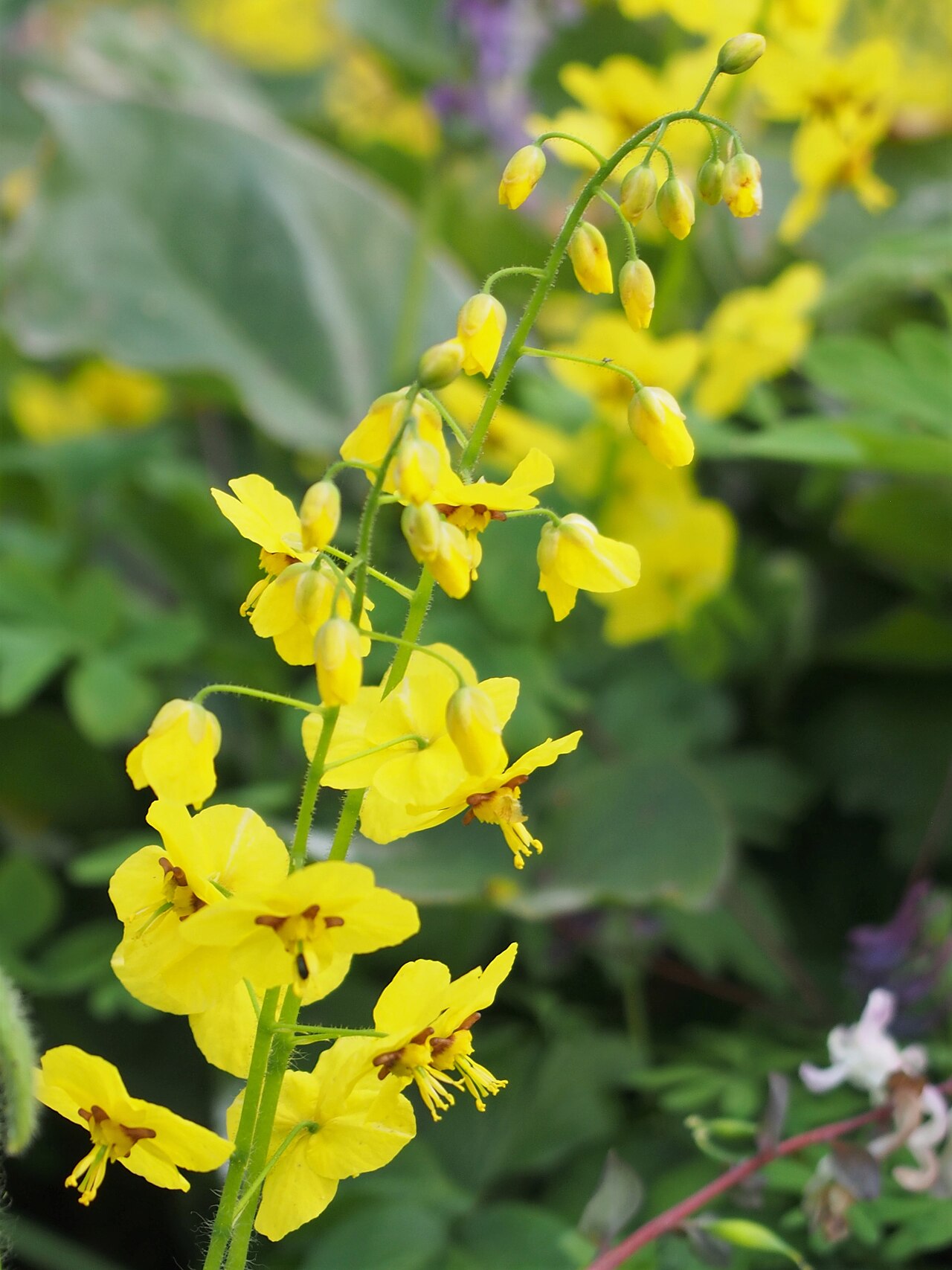 Epimedium pinnatum