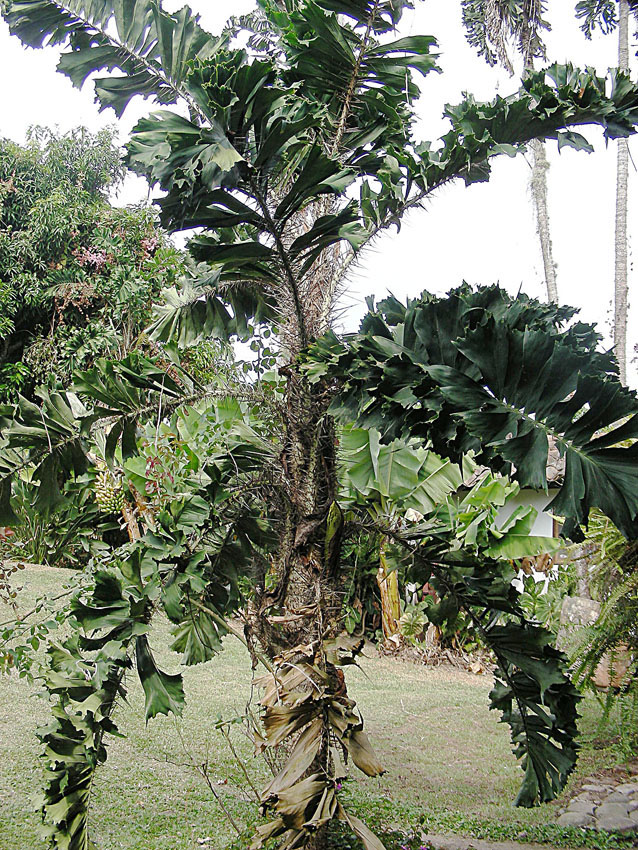 Aiphanes horrida