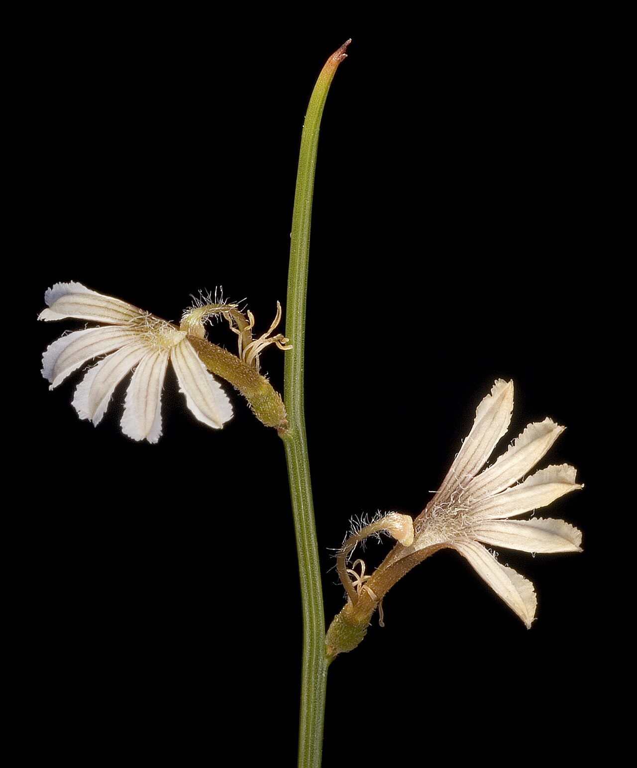 Scaevola restiacea