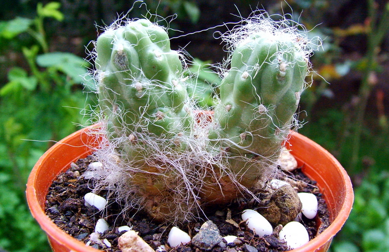 Austrocylindropuntia floccosa