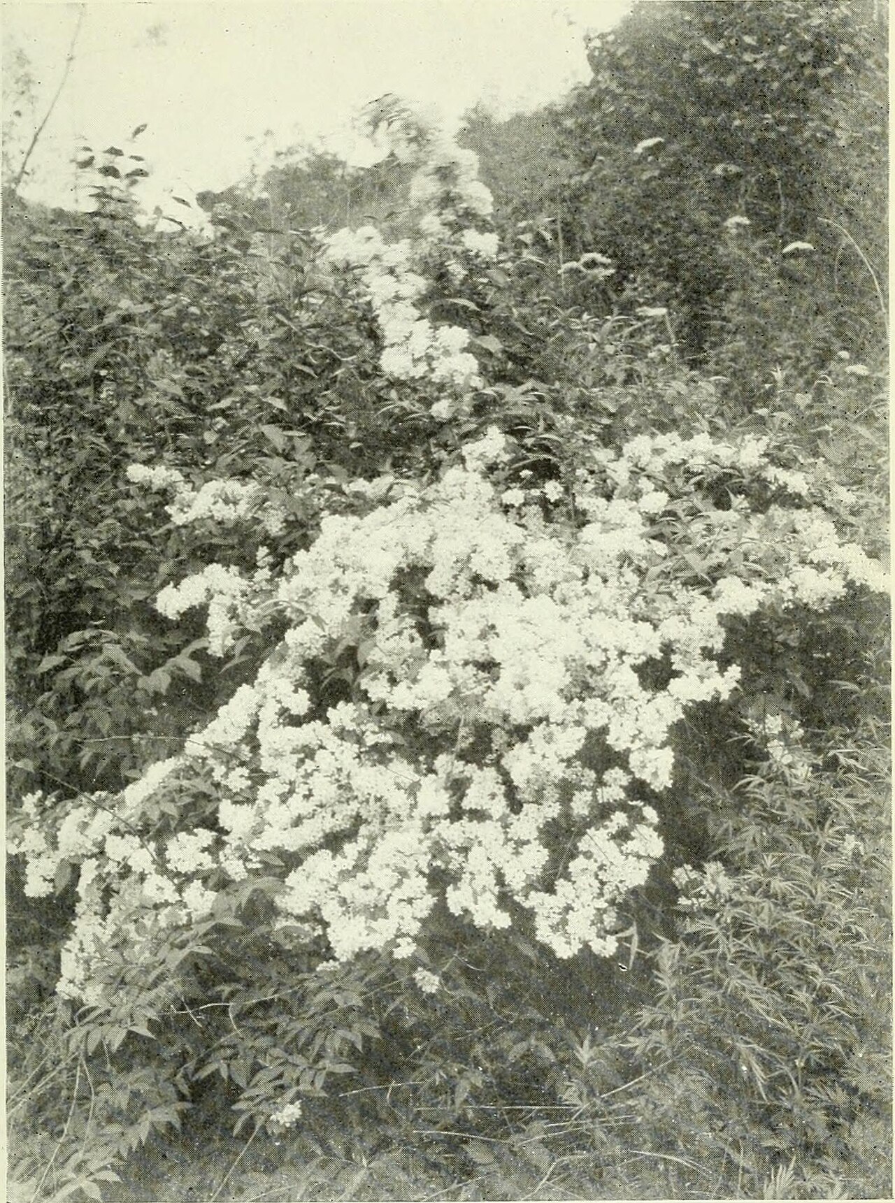 Deutzia wilsonii