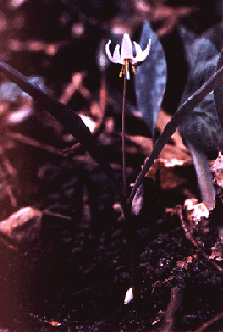 Erythronium propullans