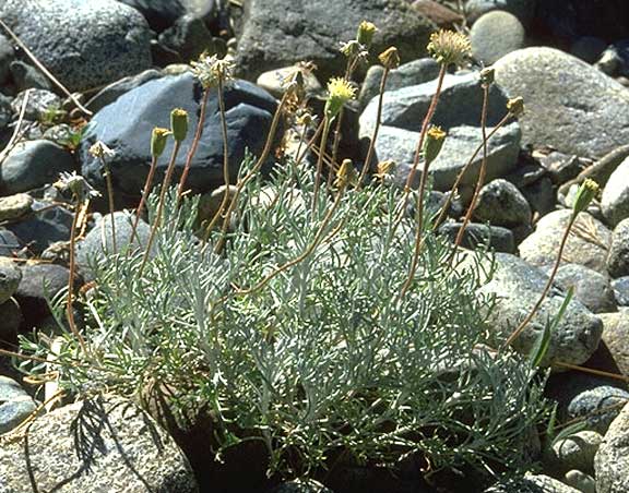 Chaenactis suffrutescens