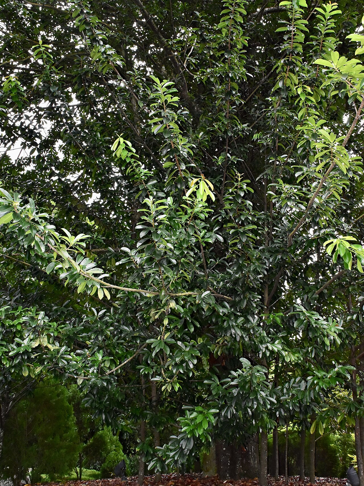 Pentadesma butyracea