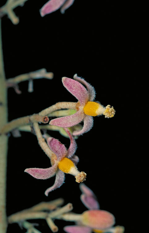 Franciscodendron laurifolium