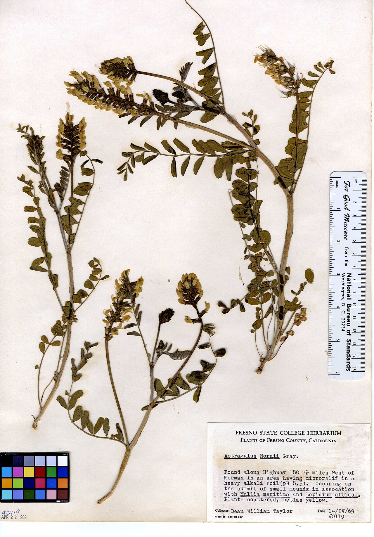 Astragalus asymmetricus