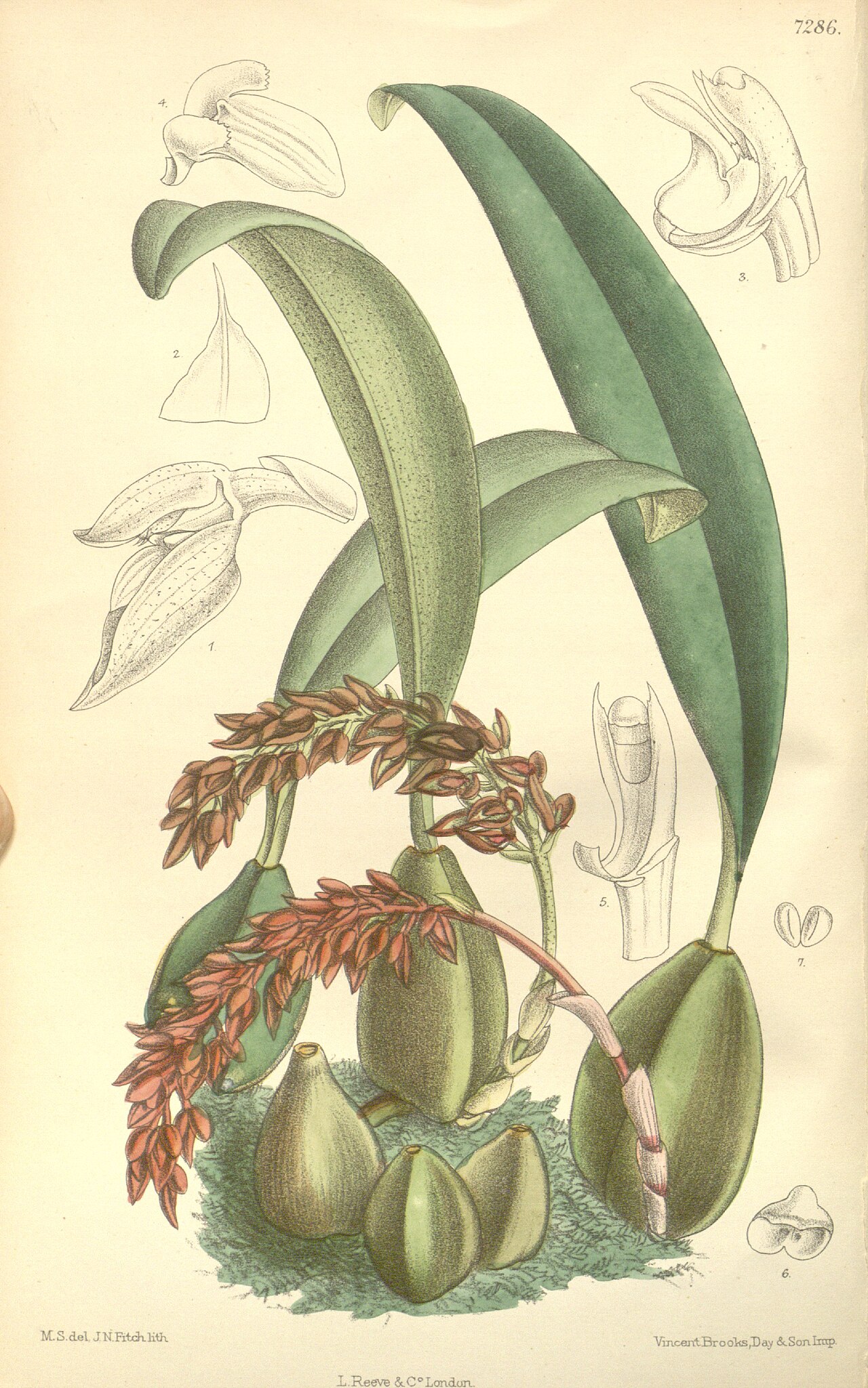 Bulbophyllum cupreum
