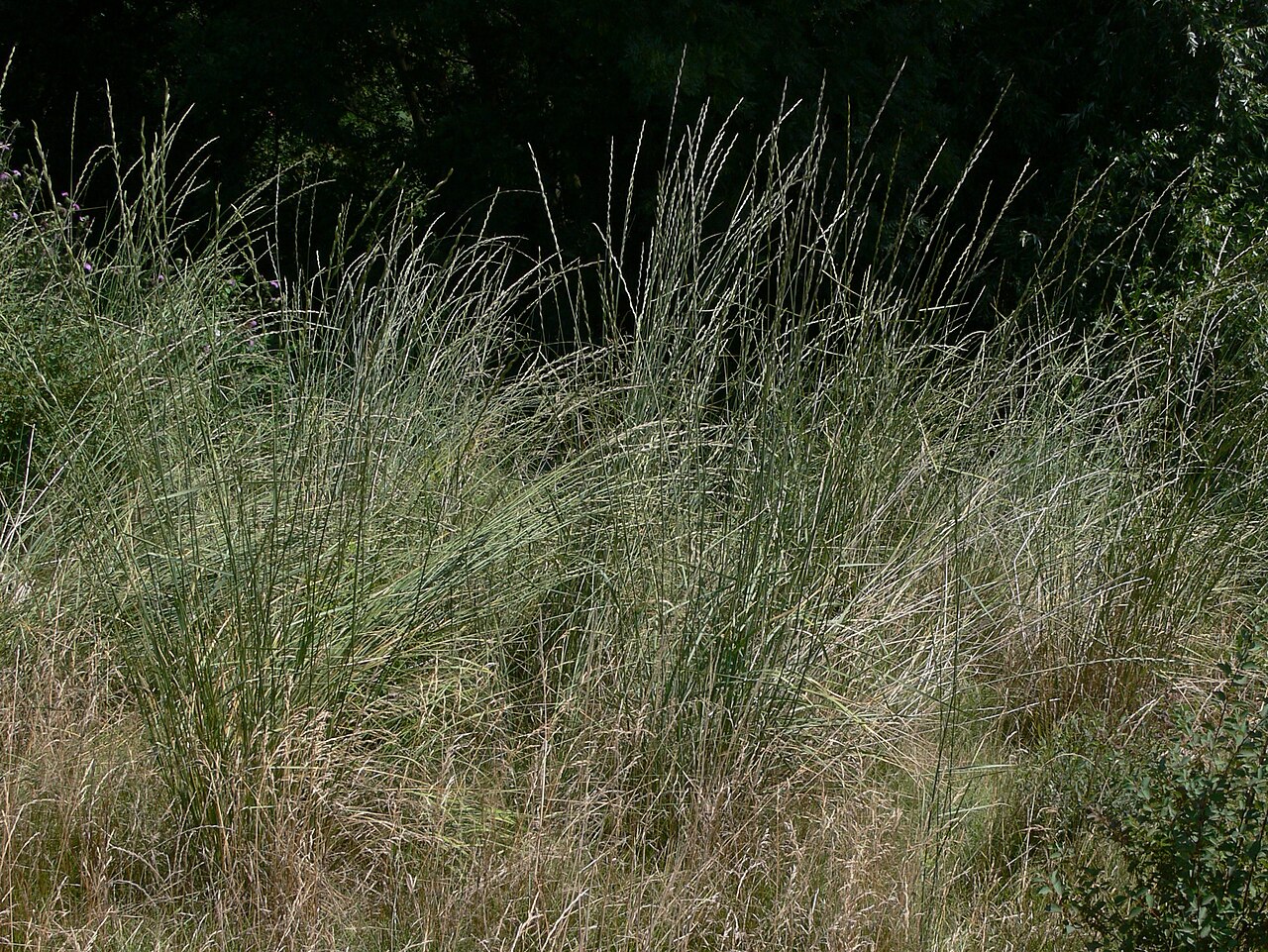 Elymus obtusiflorus