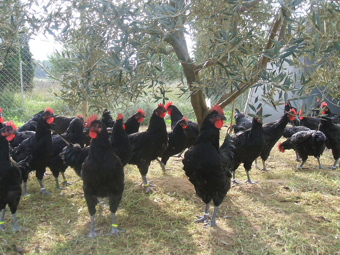 Penedesenca