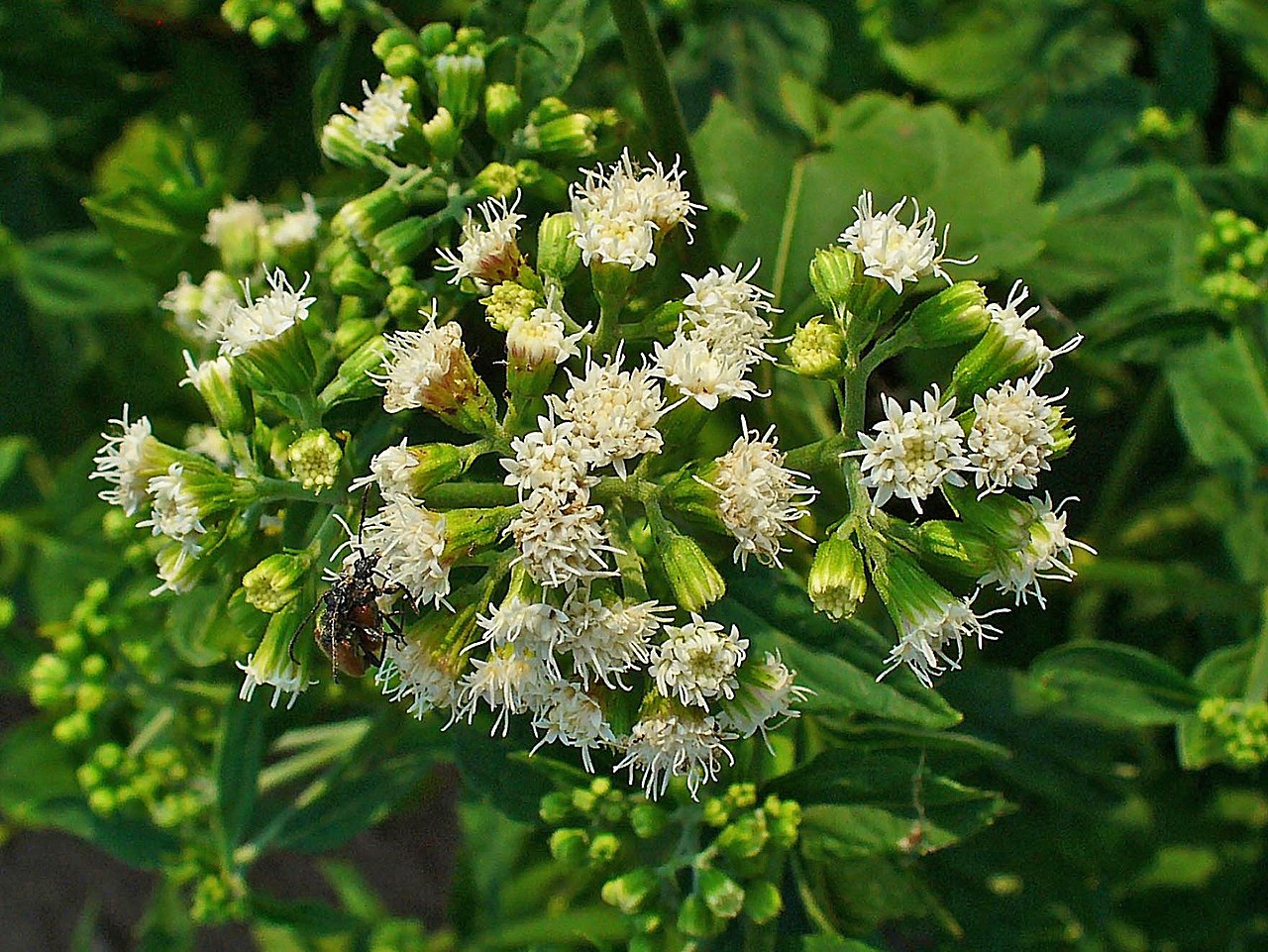 White snakeroot