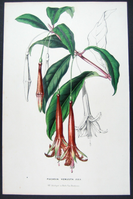 Fuchsia venusta