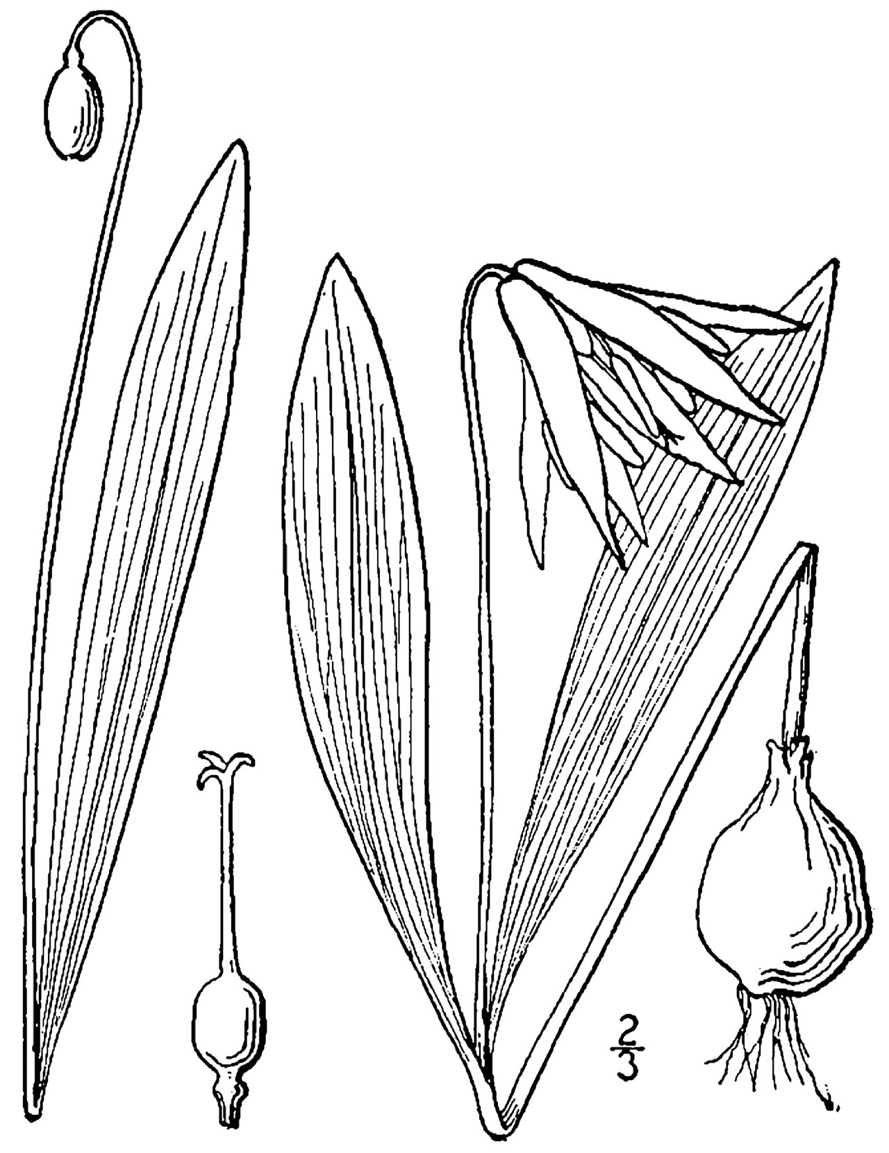 Erythronium mesochoreum