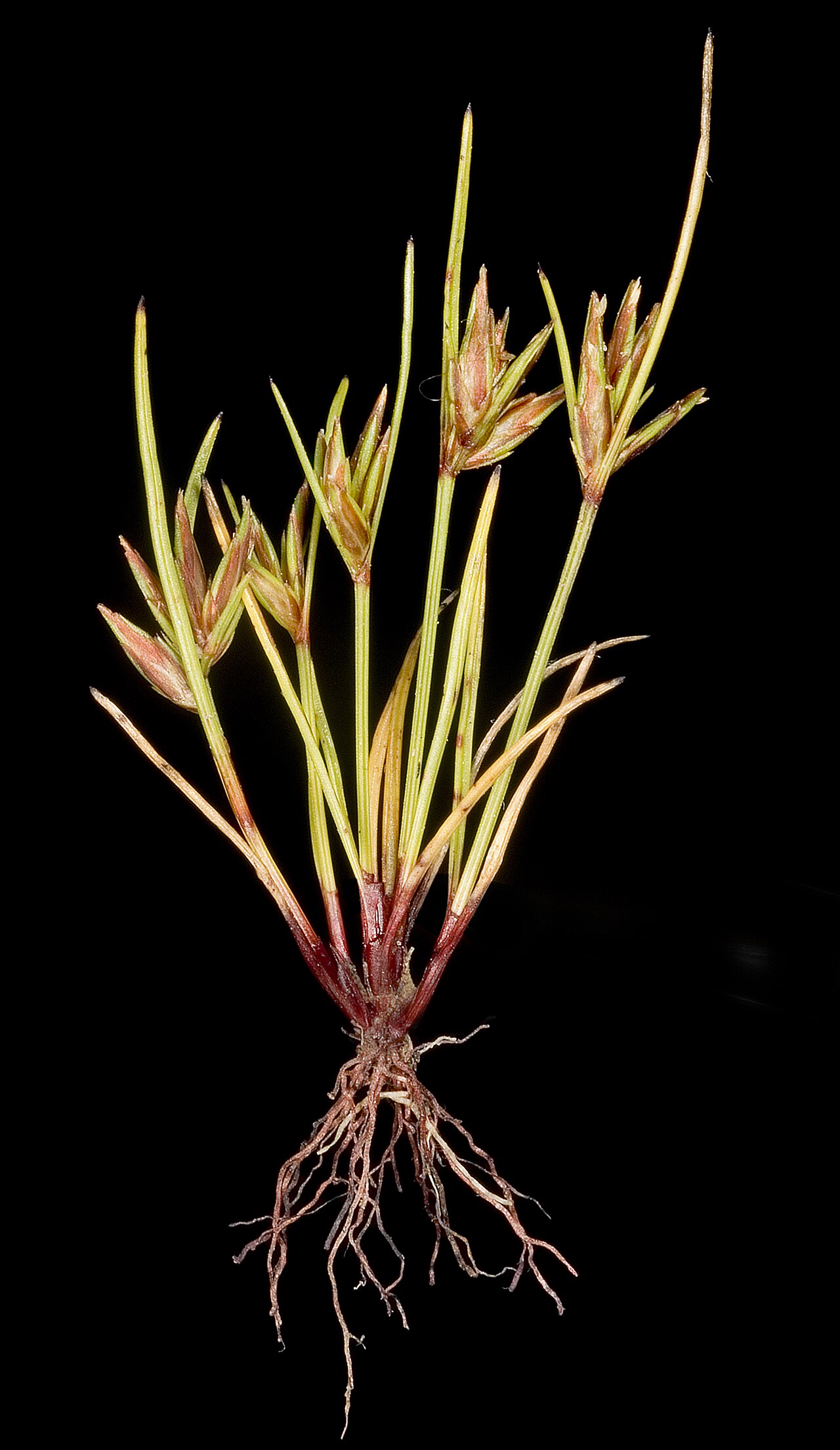 Schoenus nanus