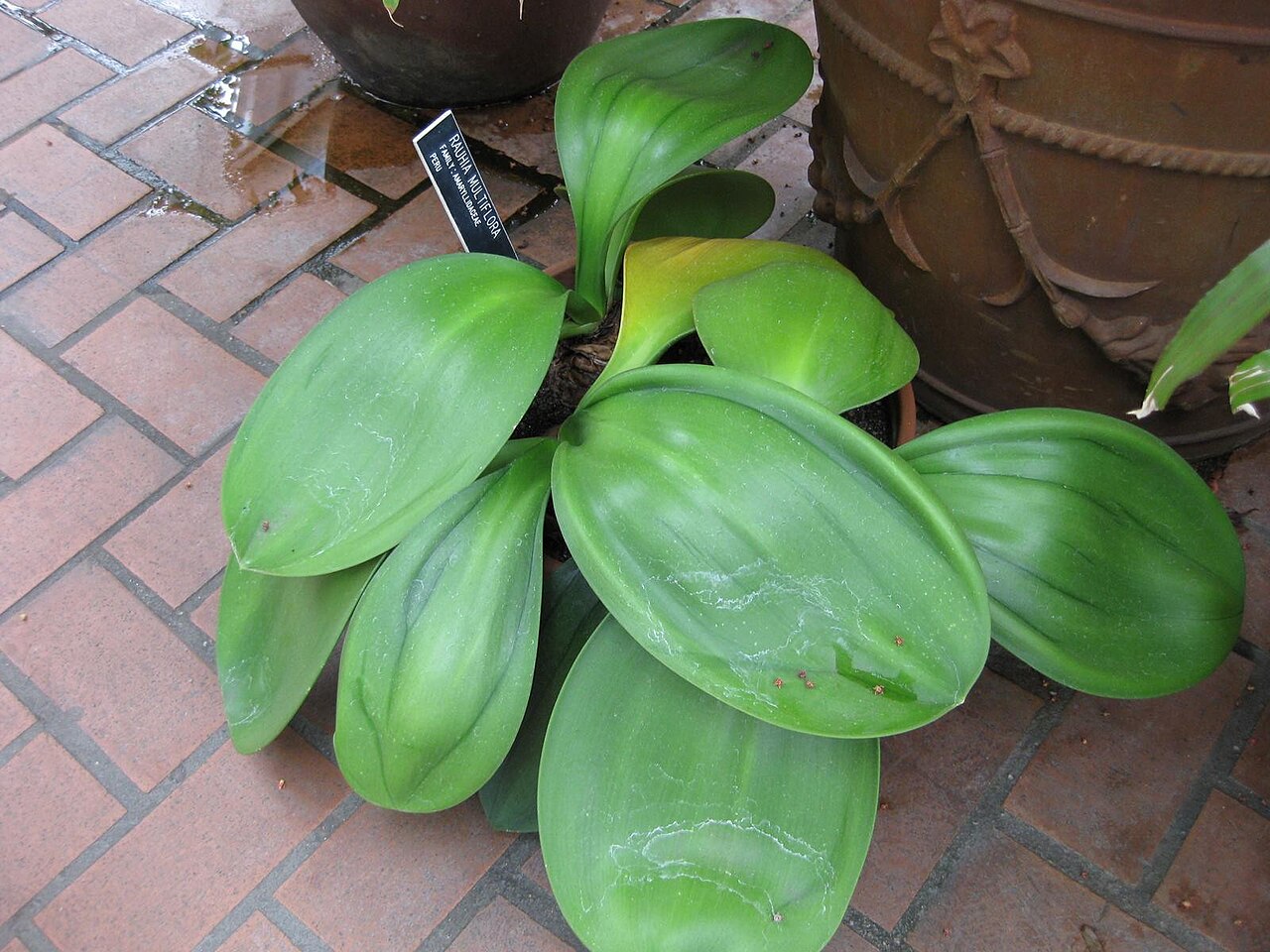 Rauhia multiflora
