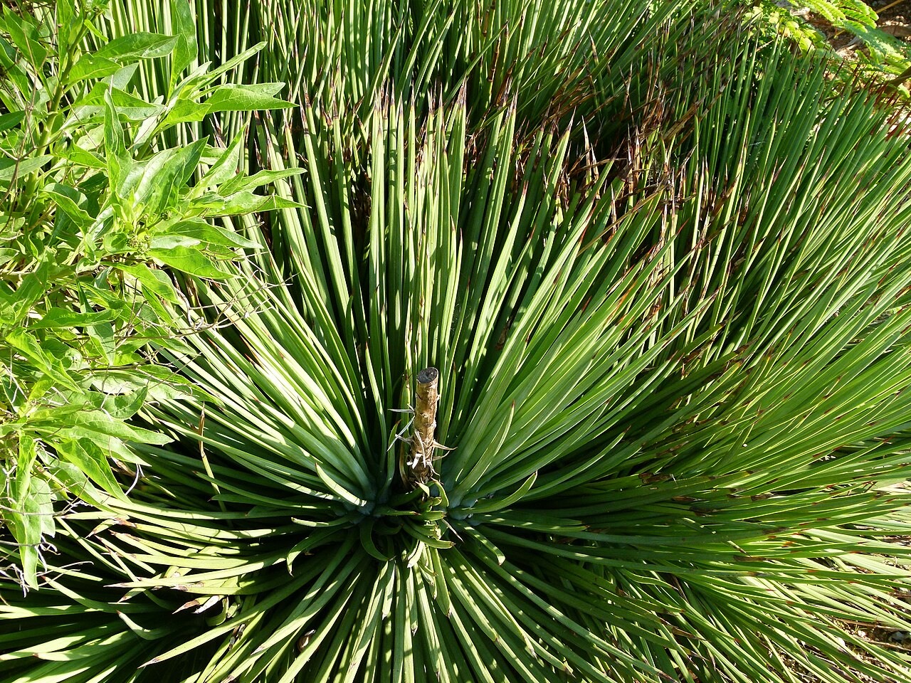 Furcraea selloana