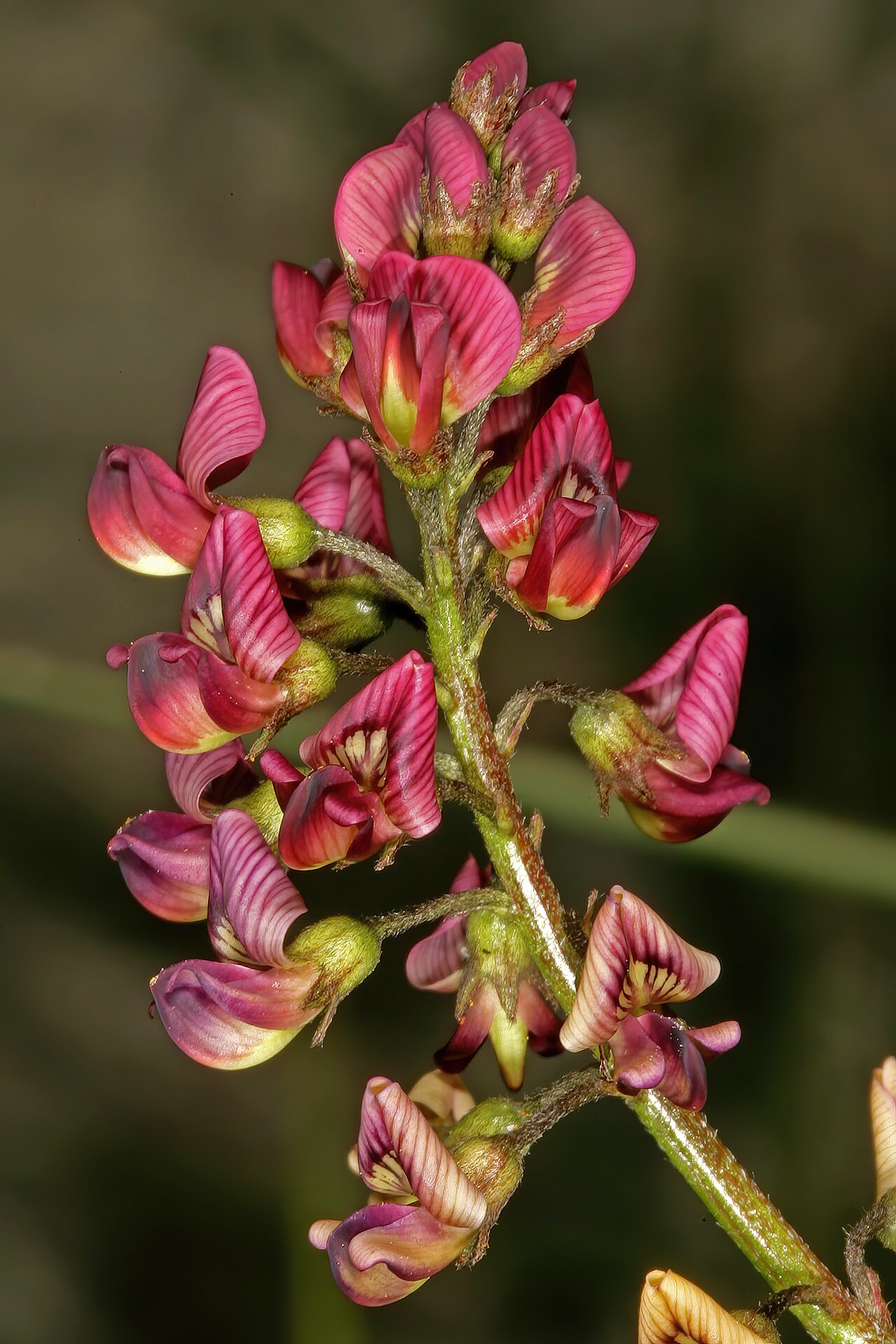 Lessertia capensis