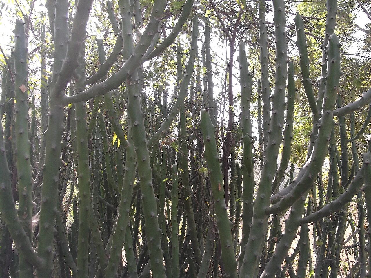 Euphorbia caducifolia
