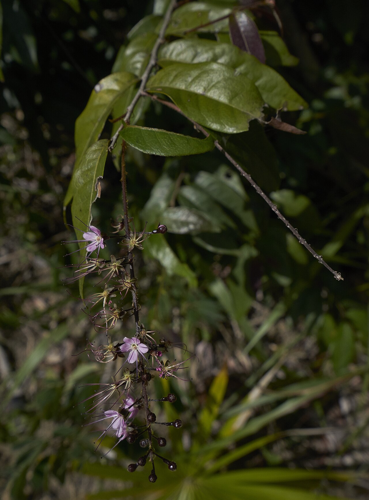 Hirtella racemosa