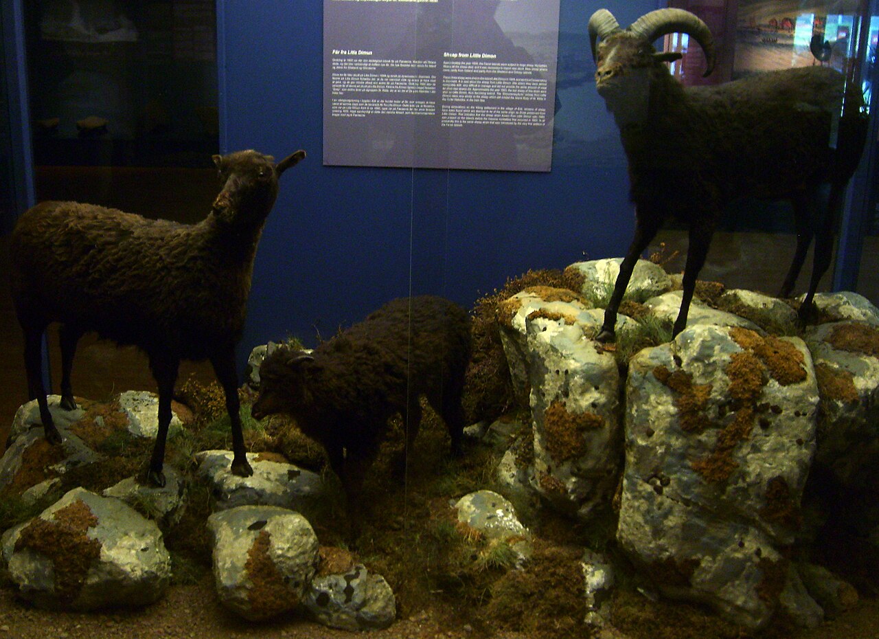 Lítla Dímun sheep