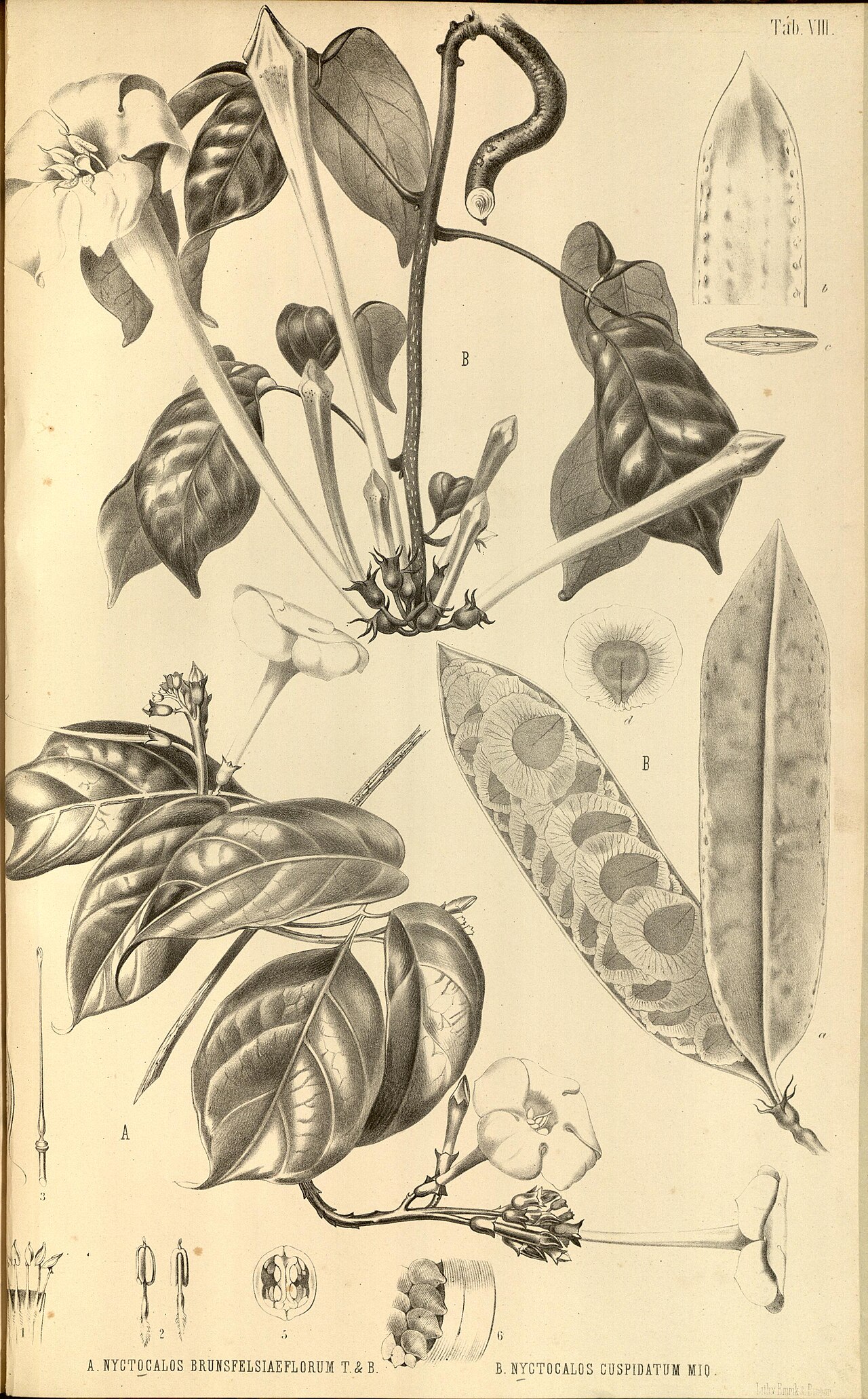 Nyctocalos cuspidatum