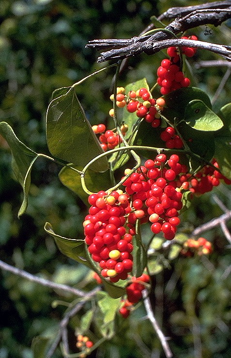 Cocculus carolinus