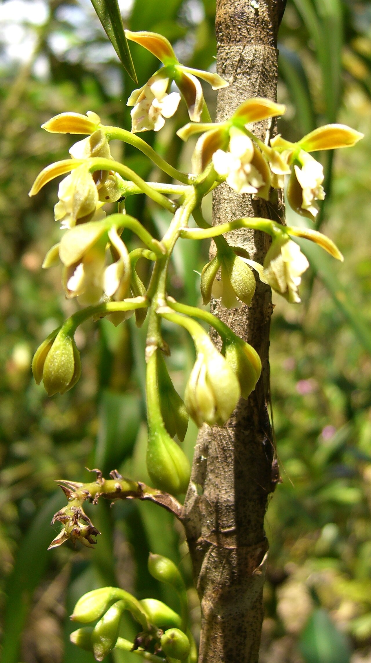 Epidendrum bambusiforme