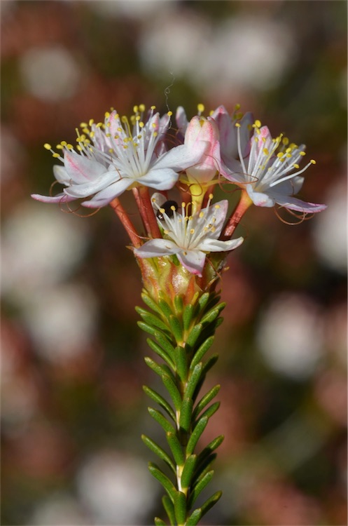 Calytrix involucrata