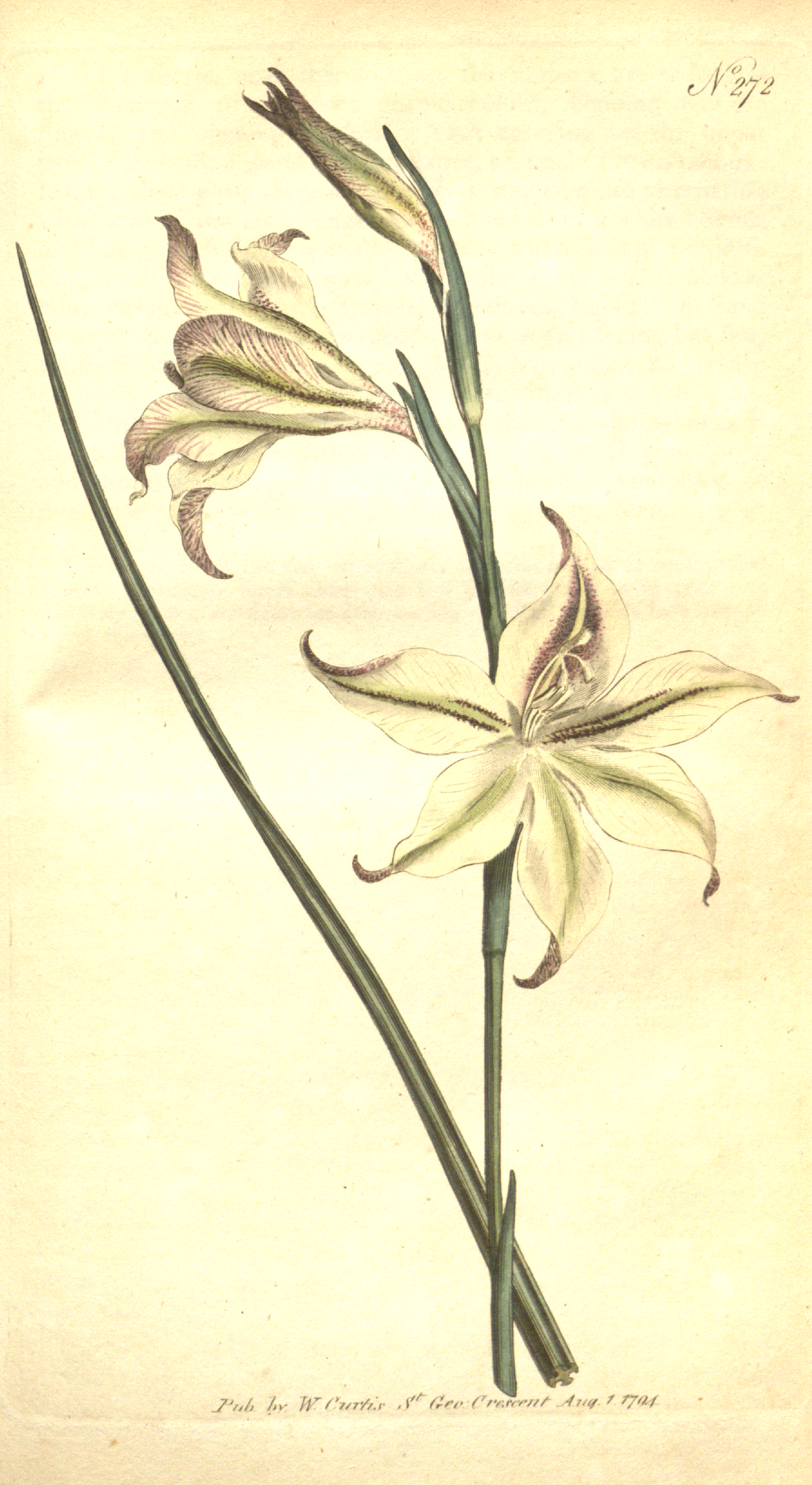 Gladiolus tristis