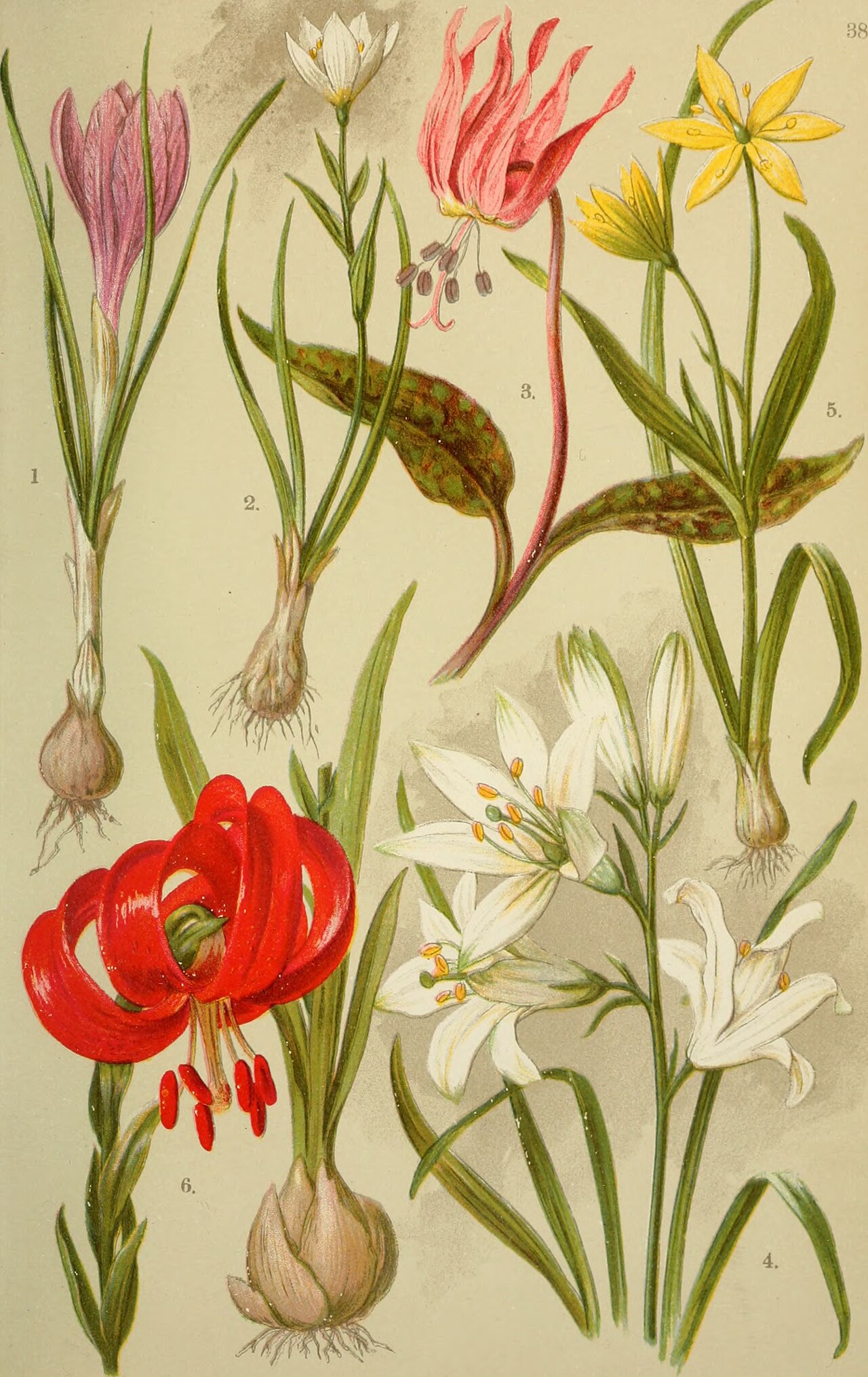 Gagea serotina