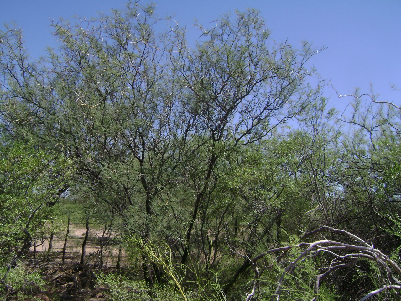 Prosopis pugionata