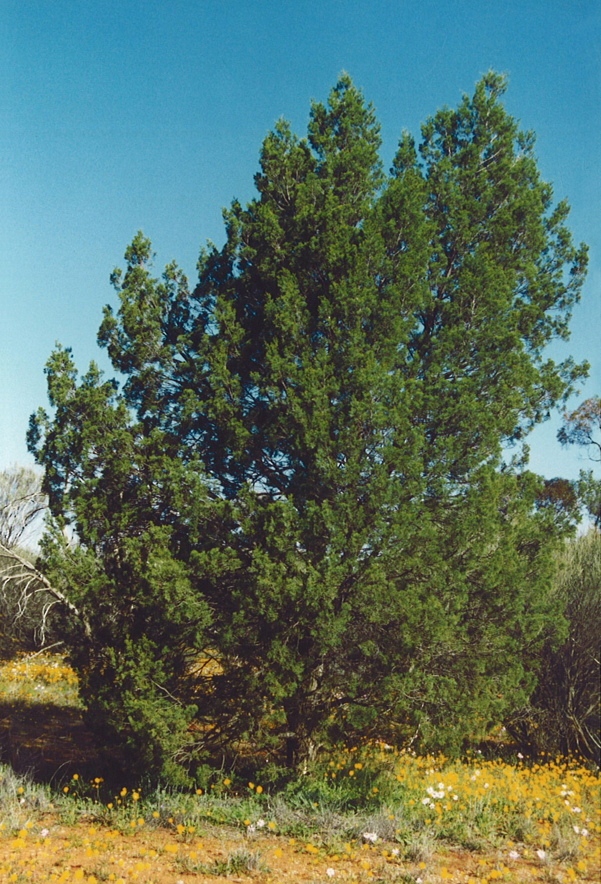 Callitris columellaris